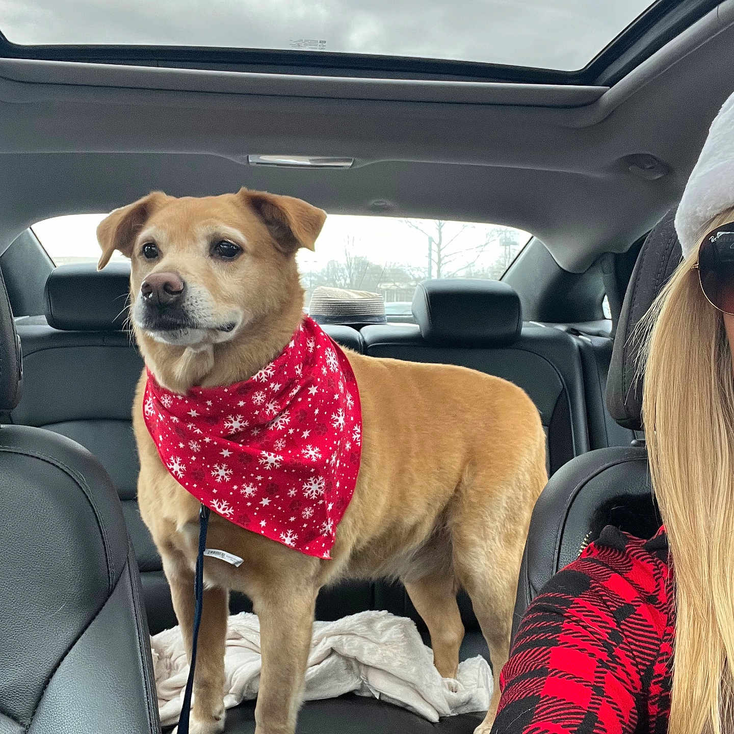 Bailey is registered to the contest to win money with this photo: accessories, adult, animal, canine, car, car_interior, carseat, clothing, cushion, dog, driving, female, glasses, hat, homedecor, person, pet, transportation, vehicle, woman