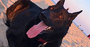 Zeus is registered to the contest to win money with this photo: dog, black_dog, beach, sand, sunset, tongue_out, collar, tag, animal, pet, outdoor, water, sky, recreation, happy, canine, nature, sunlight, relaxing, summer