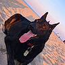 dog, black_dog, beach, sand, sunset, tongue_out, collar, tag, animal, pet, outdoor, water, sky, recreation, happy, canine, nature, sunlight, relaxing, summer