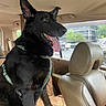 dog, german_shepherd, black_dog, pet, car_interior, backseat, dog_harness, tongue_out, happy_dog, vehicle, window, urban, parking_lot, seat, headrest, canine, domestic_animal, animal, transportation, leather_seat