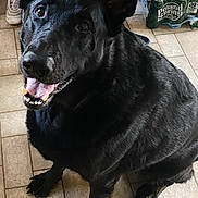 Zeus is registered to the contest to win money with this photo: dog, black_dog, happy, sitting, indoors, tiled_floor, child, toddler, yellow_shirt, water_bottles, poland_spring, floor, pet, animal, looking_up, smiling, tongue_out, household, chair, person_partial