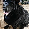 dog, black_dog, happy, sitting, indoors, tiled_floor, child, toddler, yellow_shirt, water_bottles, poland_spring, floor, pet, animal, looking_up, smiling, tongue_out, household, chair, person_partial