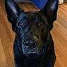 dog, black_dog, pet, indoor, wooden_floor, ears, close_up, animal, canine, looking, attention, portrait, floor, household, companion, mammal, cute, domestic_animal, face, fur