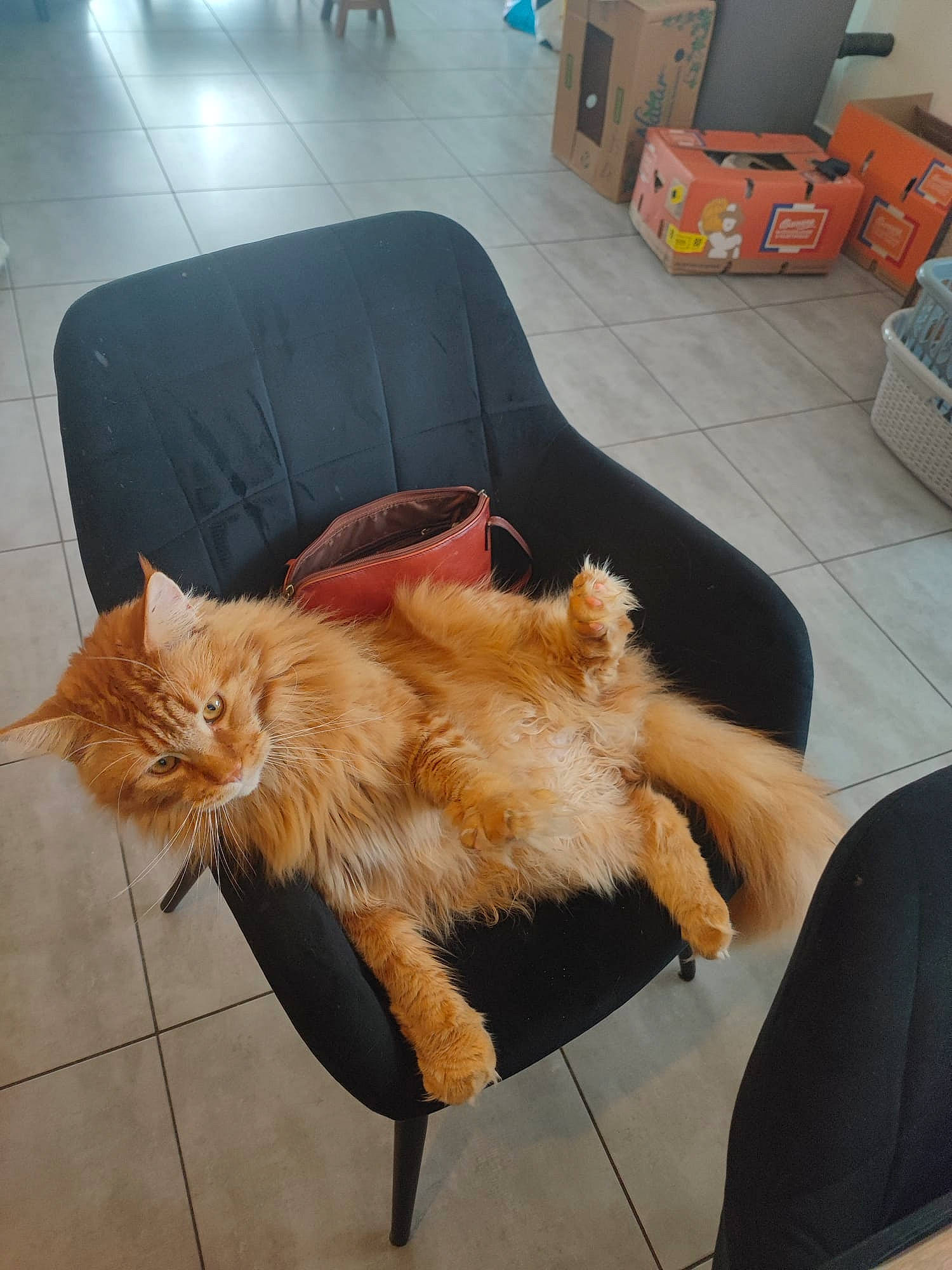 Simba