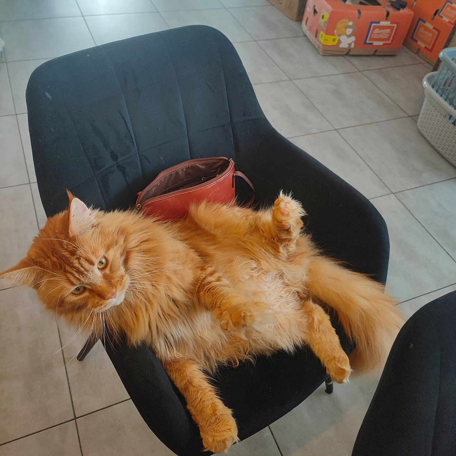 Simba