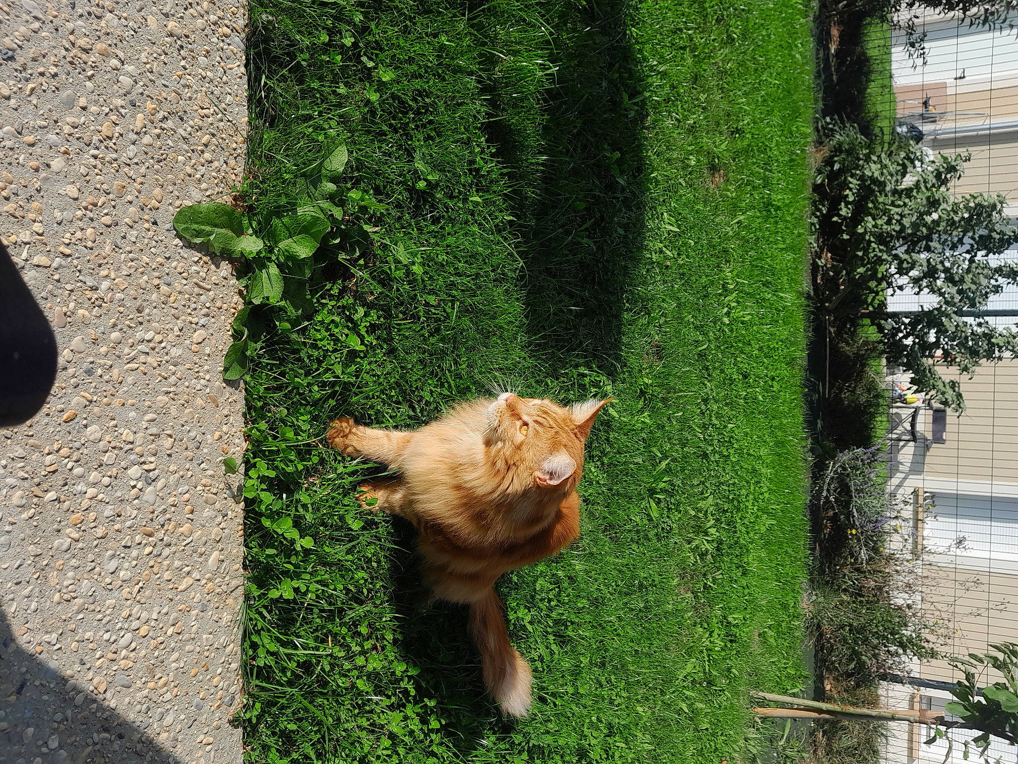 Simba participe au concours pour gagner de l'argent avec cette photo : asphalt, carnivore, cat, dog_breed, fawn, felidae, grass, grass_family, groundcover, plant, road_surface, shrub, small_to_medium_sized_cats, tail, terrestrial_animal, tree, trunk, whiskers, window, wood