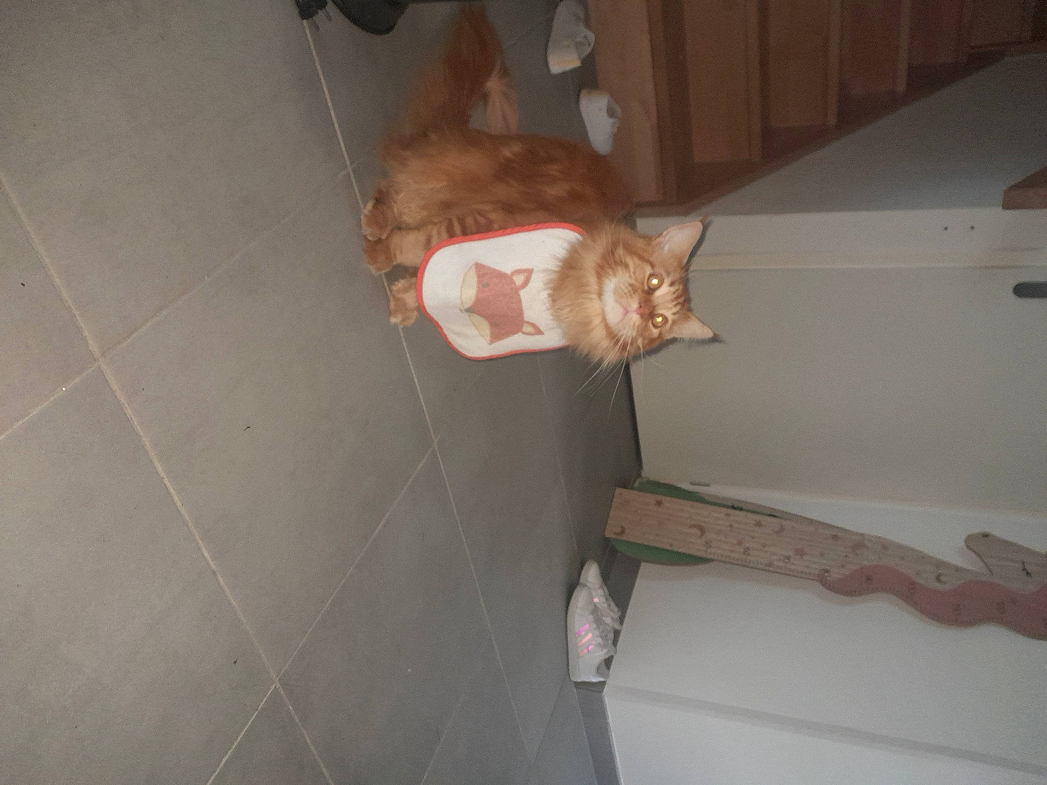 Simba participe au concours pour gagner de l'argent avec cette photo : brown, carnivore, cat, ceiling, domestic_short_haired_cat, fawn, felidae, flooring, fur, hardwood, room, small_to_medium_sized_cats, tail, tile_flooring, whiskers, wood