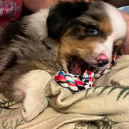 Beau joined the competition — help win amazing prizes! puppy, dog, toy, rope_toy, chewing, blanket, fur, paw, cute, pet, animal, playful, indoor, young_dog, closeup, snout, nose, colorful, soft, cozy