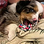 puppy, dog, toy, rope_toy, chewing, blanket, fur, paw, cute, pet, animal, playful, indoor, young_dog, closeup, snout, nose, colorful, soft, cozy