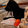 puppy, dog, dog_bed, blanket, toy, indoor, wooden_furniture, flooring, pet, resting, cozy, black_dog, carpet, soft_toy, home, comfort, animal, cute, playful, relaxing