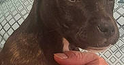 Bianca participe au concours pour gagner de l'argent avec cette photo : puppy, dog, person, hand, holding, portrait, indoor, closeup, brown, young_dog, face, skin, clothing, sleeve, expression, pet, animal, cute, companion, affection