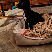 Bianca a rejoint le concours — aidez-le/la à gagner de superbes lots ! puppy, dog_bed, blanket, wooden_floor, table, statue, decor, indoor, pet, black_dog, white_patch, flooring, furniture, cozy, domestic, animal, small_dog, resting, household, toy