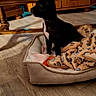 puppy, dog_bed, blanket, wooden_floor, table, statue, decor, indoor, pet, black_dog, white_patch, flooring, furniture, cozy, domestic, animal, small_dog, resting, household, toy