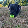dog, black_dog, tennis_ball, grass, dry_grass, field, outdoor, nature, sky, blue_sky, trees, green_trees, pet, animal, playful, lying_down, front_view, daylight, collar, canine