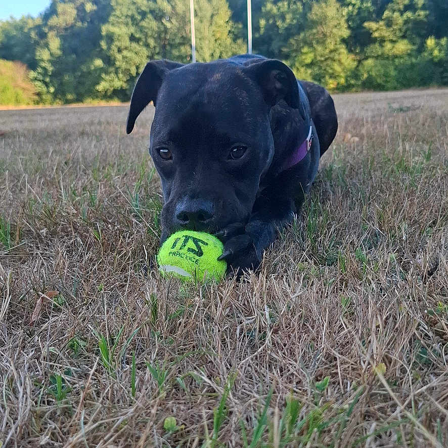 Bianca
