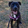 dog, canine, pet, outdoor, grass, leash, harness, black_dog, brindle, tongue_out, happy, sitting, animal, nature, sunlight, daytime, park, playful, mammal, friendly