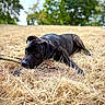 dog, black_dog, grass, dry_grass, stick, outdoor, nature, park, pet, animal, laying_down, resting, summer, daylight, trees, building, canine, muzzle, ears, relaxed