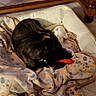 dog, black_dog, blanket, dog_bed, toy, wooden_floor, wooden_table, pet, indoor, cozy, animal, resting, chewing, furniture, domestic, comfort, relaxing, home, canine, sleeping_area
