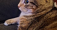 Nalla a rejoint le concours — aidez-le/la à gagner de superbes lots ! cat, tabby, feline, pet, animal, whiskers, fur, ears, face, closeup, couch, indoor, relaxed, side_view, domestic, mammal, cute, resting, focused, tabby_cat