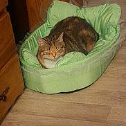 Nalla a rejoint le concours — aidez-le/la à gagner de superbes lots ! cat, tabby_cat, pet, sleeping, bed, green_bed, wooden_floor, wooden_furniture, indoor, cozy, resting, feline, animal, cute, domestic_cat, fur, relaxed, home, comfort, quiet