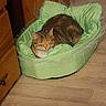Nalla a rejoint le concours — aidez-le/la à gagner de superbes lots ! animal, bed, cat, comfort, cozy, cute, domestic_cat, feline, fur, green_bed, home, indoor, pet, quiet, relaxed, resting, sleeping, tabby_cat, wooden_floor, wooden_furniture