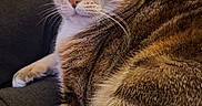 Nalla participe au concours pour gagner de l'argent avec cette photo : animal, cat, closeup, cozy, cute, domestic, eyes, feline, fur, indoor, lap, mammal, paw, person, pet, relaxed, resting, striped, tabby, whiskers