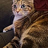 Nalla participe au concours pour gagner de l'argent avec cette photo : cat, tabby, fur, animal, pet, indoor, closeup, whiskers, paw, striped, relaxed, person, lap, cozy, mammal, domestic, feline, cute, eyes, resting