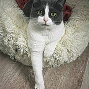 Mina a rejoint le concours — aidez-le/la à gagner de superbes lots ! cat, gray_and_white_cat, fluffy_bed, red_blanket, wooden_floor, pet, animal, indoor, relaxed, paw, fur, whiskers, cute, domestic_cat, laying_down, cozy, resting, feline, looking_at_camera, house_pet