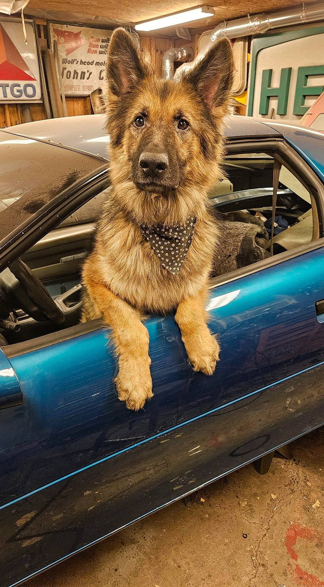 Ody is registered to the contest to win money with this photo: automotive_design, automotive_exterior, automotive_lighting, automotive_mirror, car, carnivore, collar, companion_dog, dog, dog_breed, fawn, hood, motor_vehicle, snout, vehicle, vehicle_door, whiskers, window, windscreen_wiper, windshield