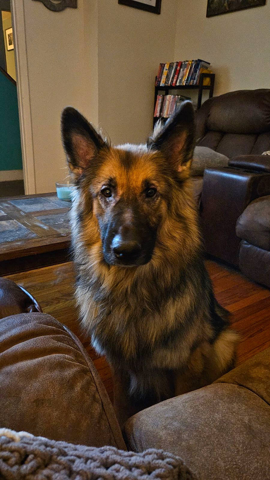 Ody joined the competition — help win amazing prizes! canidae, carnivore, comfort, companion_dog, couch, dog, dog_breed, door, fawn, flooring, fur, hardwood, herding_dog, room, snout, sporting_group, terrestrial_animal, whiskers, wood, working_dog