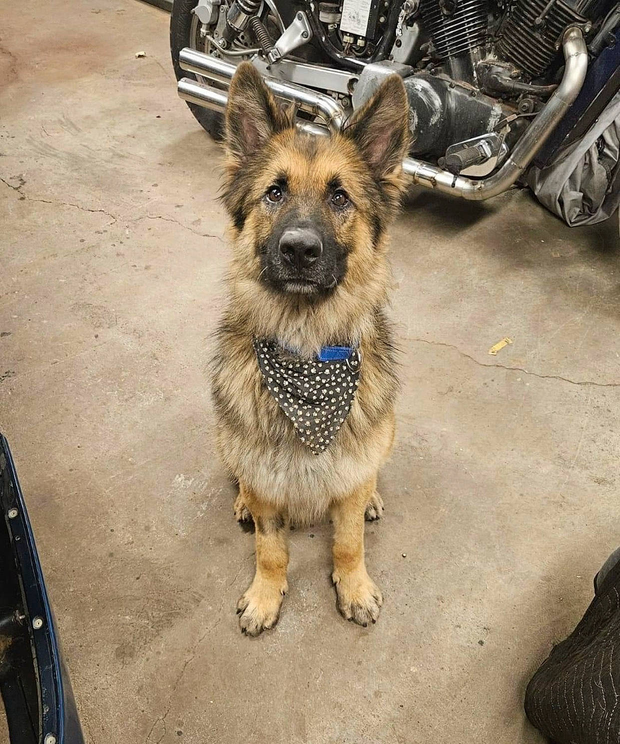 Ody is registered to the contest to win money with this photo: automotive_tire, carnivore, collar, companion_dog, dog, dog_breed, dog_collar, fawn, foot, fur, german_shepherd_dog, herding_dog, leash, metal, road_surface, street_dog, tire, wheel, whiskers, working_animal