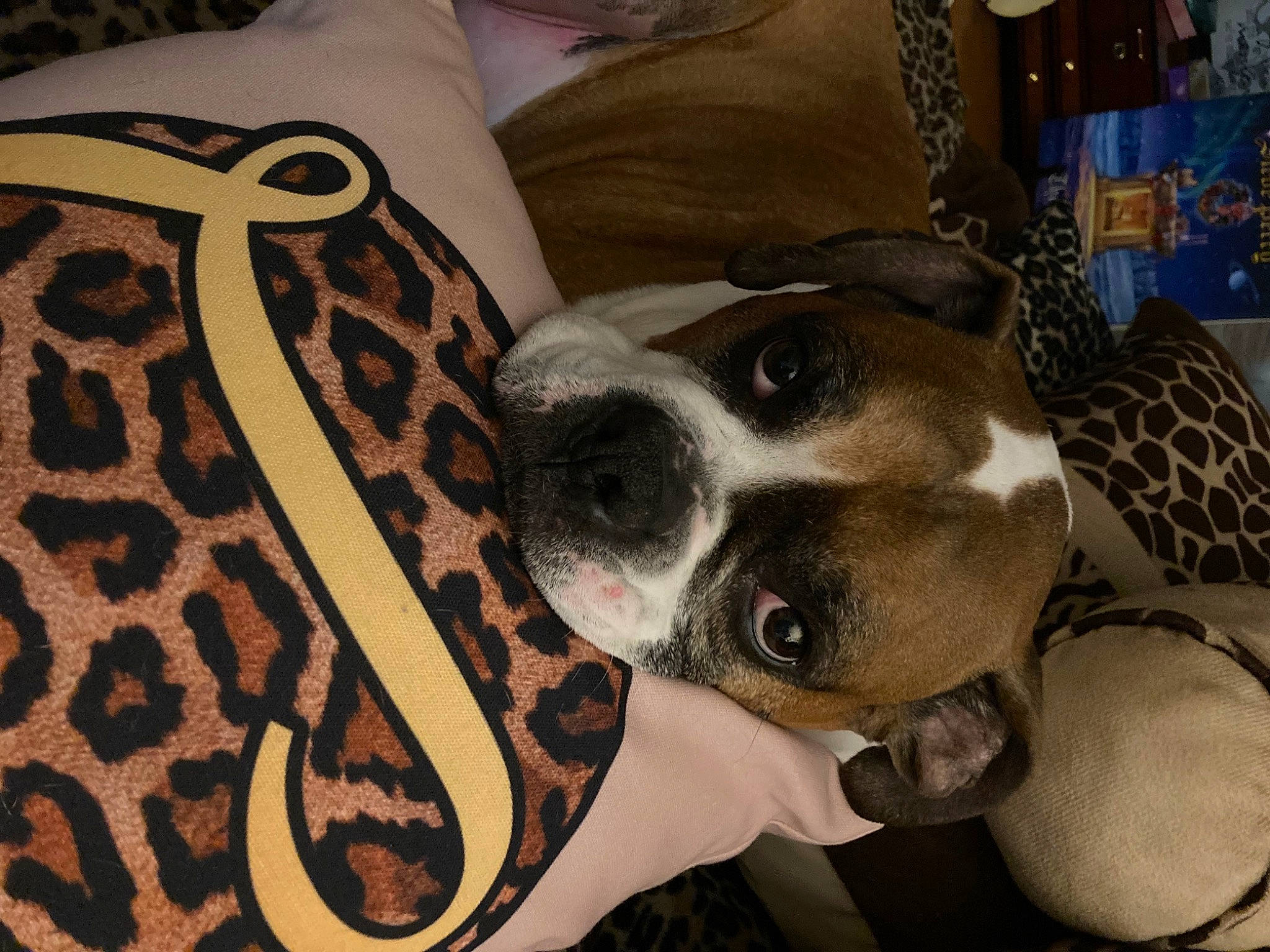 Rocky is registered to the contest to win money with this photo: carnivore, collar, comfort, companion_dog, couch, dog, dog_breed, dog_collar, dog_supply, ear, eyewear, fawn, fur, linens, pattern, paw, personal_protective_equipment, snout, whiskers, working_animal