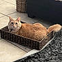 cat, orange_cat, basket, floor_tile, rug, couch, knitted_throw, tail, indoor, pet, feline, cozy, curious, fur, animal, domestic, resting, looking, container, woven