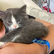 Marvel participe au concours pour gagner de l'argent avec cette photo : animal, arm, cat, closeup, comfort, couch, feline, furry, gray_cat, household, human, indoor, kitten, person, pet, relaxation, resting, sleepy, white_cat, wristband