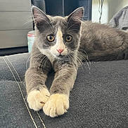 Marvel participe au concours pour gagner de l'argent avec cette photo : cat, kitten, gray, white, whiskers, paws, indoor, fabric, couch, closeup, pet, animal, feline, curious, young, stretching, ears, face, eyes, soft