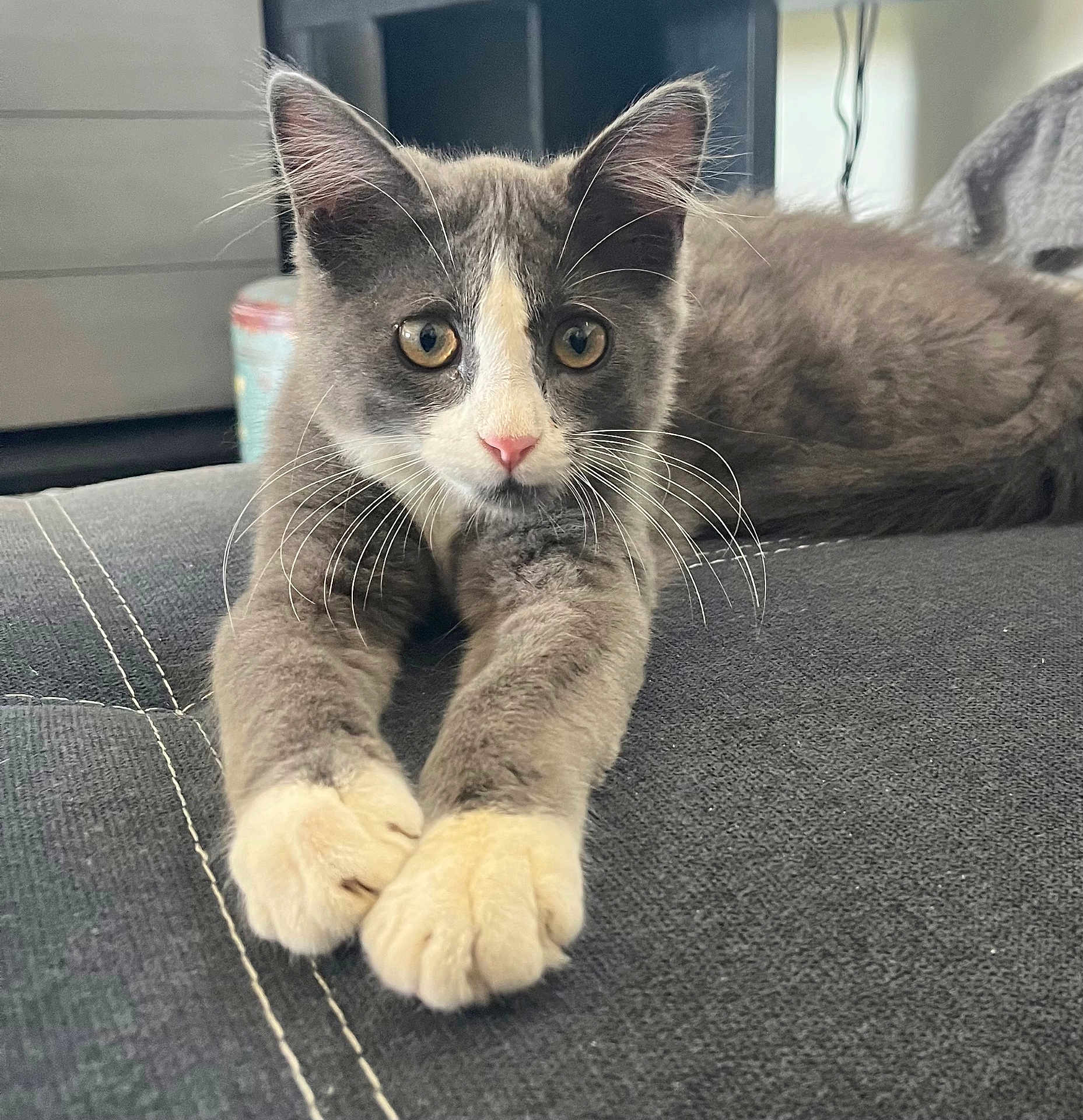 Marvel participe au concours pour gagner de l'argent avec cette photo : cat, kitten, gray, white, whiskers, paws, indoor, fabric, couch, closeup, pet, animal, feline, curious, young, stretching, ears, face, eyes, soft