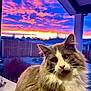 Marvel a rejoint le concours — aidez-le/la à gagner de superbes lots ! cat, gray_cat, white_fur, fluffy, pet, animal, window, sunset, colorful_sky, clouds, purple_sky, pink_sky, orange_sky, outdoor, fence, backyard, porch, close_up, portrait, domestic_cat