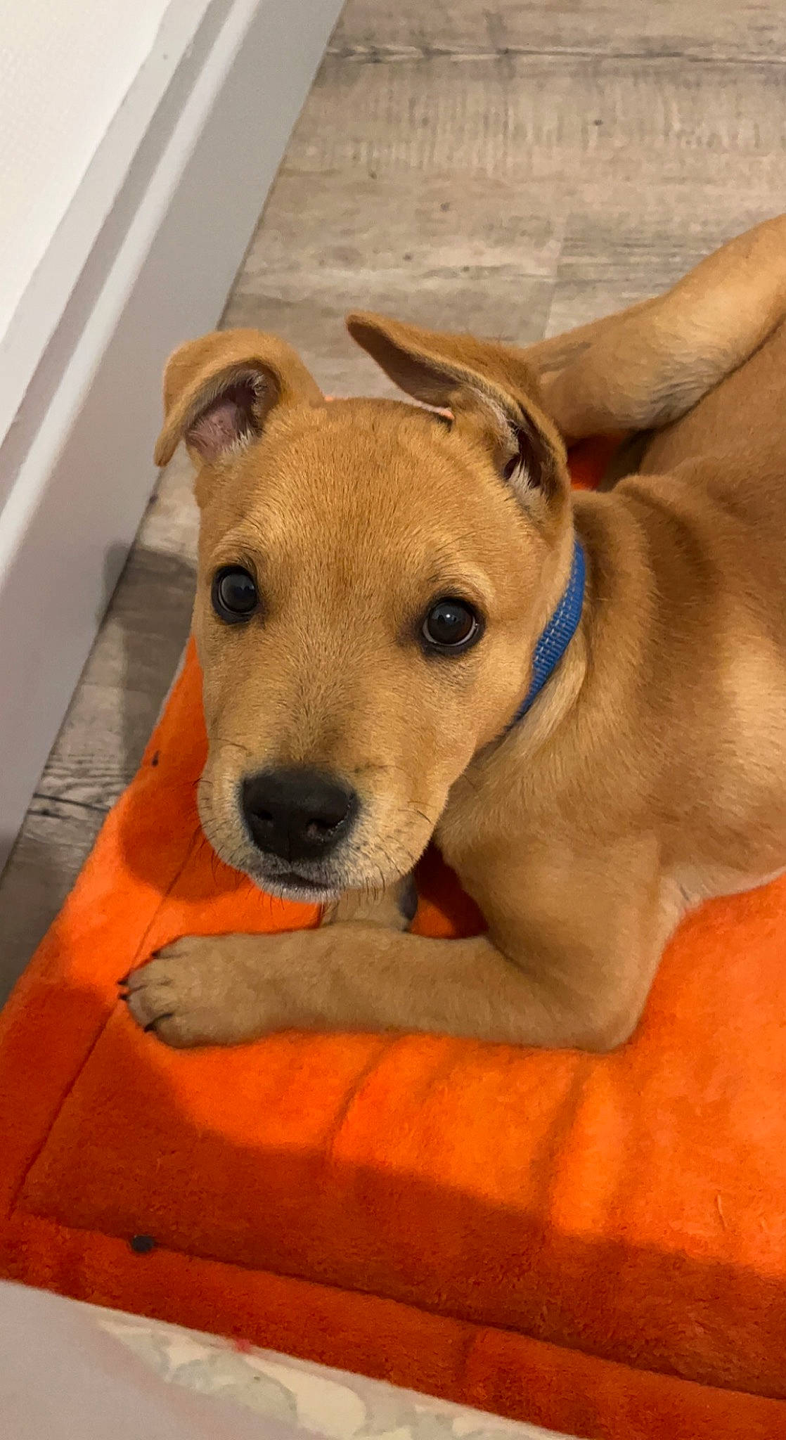 Spark a rejoint le concours — aidez-le/la à gagner de superbes lots ! canidae, carnivore, collar, comfort, companion_dog, dog, dog_breed, dog_collar, dog_supply, fawn, hardwood, non_sporting_group, pet_supply, puppy, snout, sporting_group, terrestrial_animal, whiskers, wood, working_animal