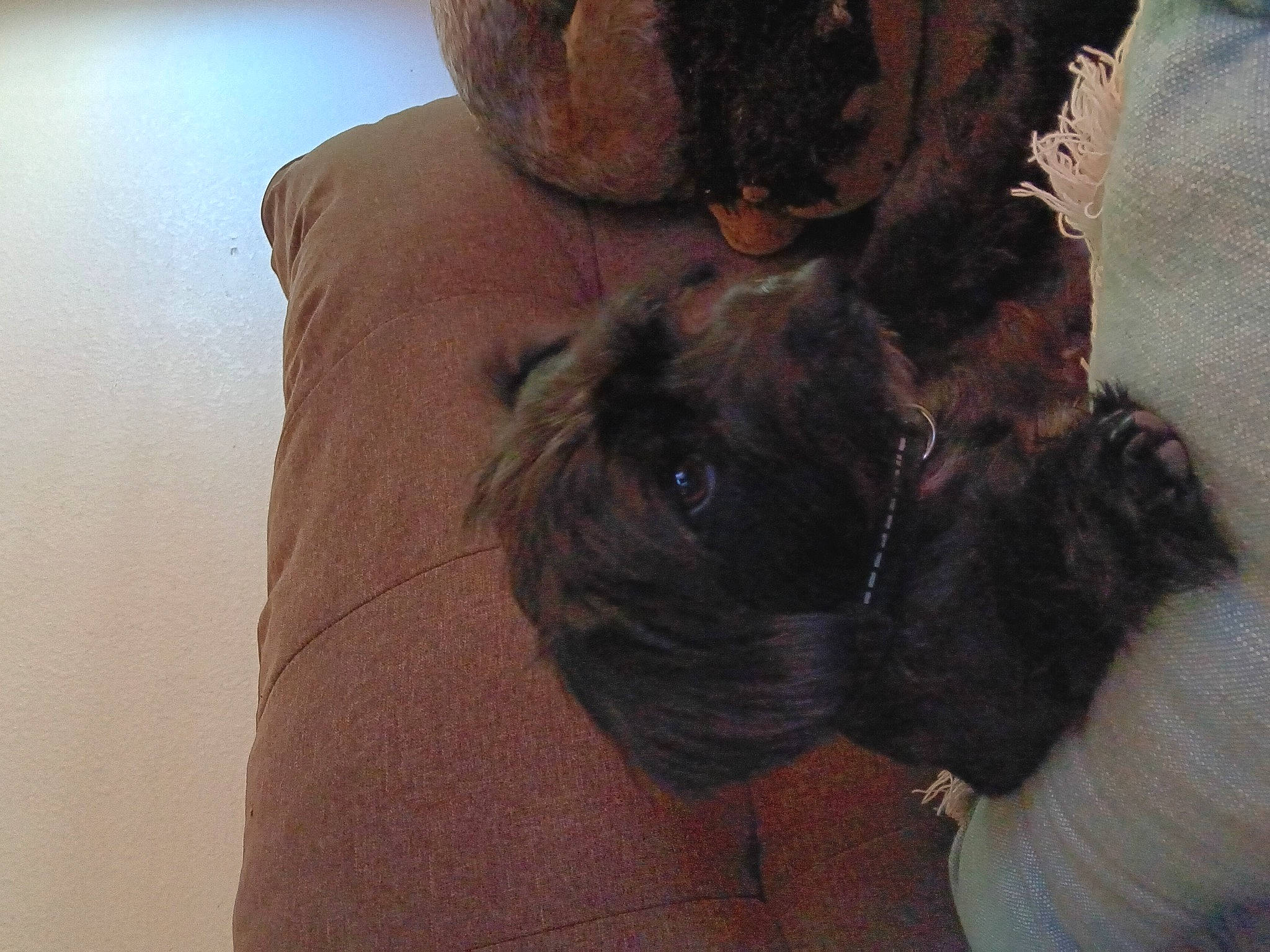 Yoda is registered to the contest to win money with this photo: brown, bulldog, canidae, comfort, companion_dog, dog_breed, ear, fawn, fur, liver, non_sporting_group, reflex_camera, snout, sporting_group, terrestrial_animal, toy_dog, whiskers, working_animal, wrinkle