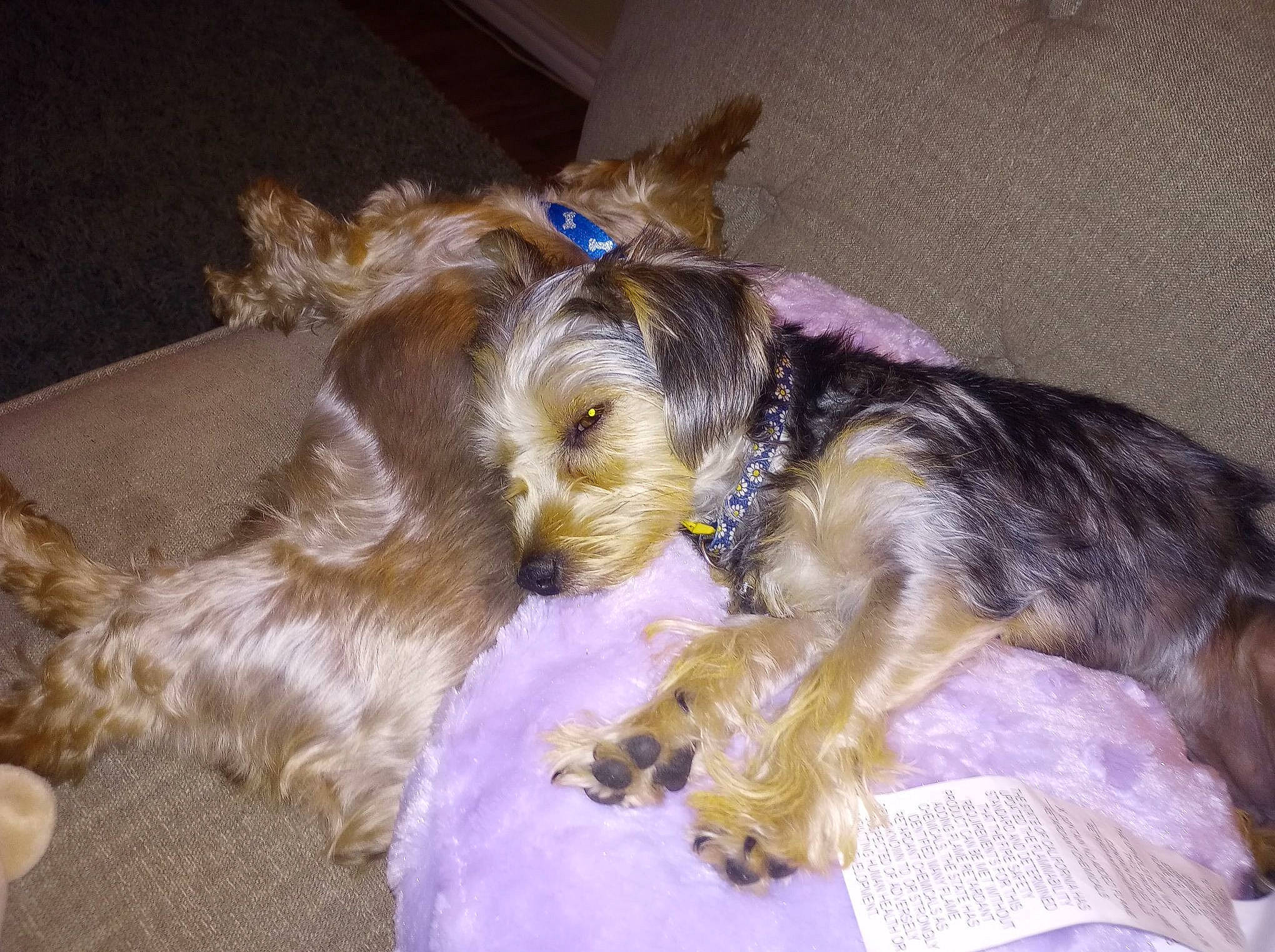 Bella joined the competition — help win amazing prizes! canidae, carnivore, collar, companion_dog, dog, dog_breed, dog_clothes, dog_supply, fawn, fur, liver, paw, pet_supply, small_terrier, snout, sporting_group, tail, terrier, toy_dog, working_animal