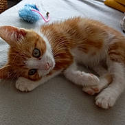 Whisky a rejoint le concours — aidez-le/la à gagner de superbes lots ! abyssinian, animal, baby, blanket, cat, couch, cushion, furniture, hardwood, homedecor, indoors, kitten, manx, person, pet, plush, quilt, sleeping, toy, wood