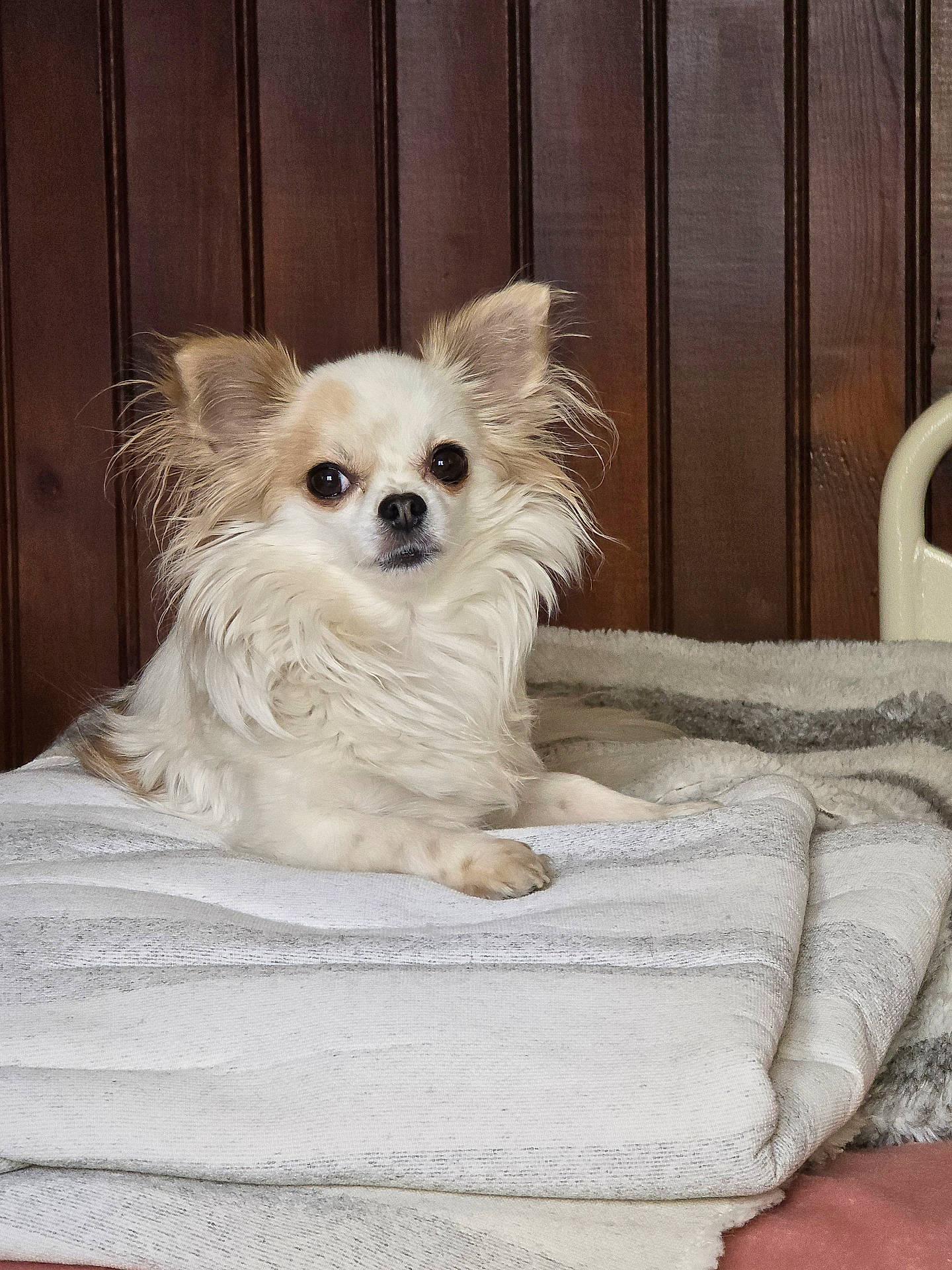 Kenzo participe au concours pour gagner de l'argent avec cette photo : animal, blanket, canine, chihuahua, cockerspaniel, cushion, dog, dogbed, eskimodog, homedecor, indoors, interiordesign, papillon, pet, puppy, terrier, towel