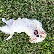 Nip is registered to the contest to win money with this photo: animal, cute, dog, fur, grass, green, happy, lying_down, mouth_open, nature, outdoor, paw, pet, playful, puppy, small, summer, tongue, white_fur, young