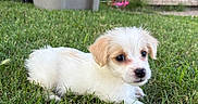Nip is registered to the contest to win money with this photo: animal, backyard, canine, cute, dog, domestic, ears, eyes, fur, grass, greenery, laying, mammal, nature, nose, outdoor, pet, puppy, small, young