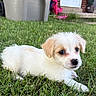 Nip is registered to the contest to win money with this photo: puppy, dog, grass, outdoor, pet, animal, young, cute, fur, small, laying, backyard, nature, greenery, canine, domestic, mammal, eyes, nose, ears