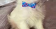 Nip joined the competition — help win amazing prizes! puppy, dog, bow_tie, cute, pet, fluffy, indoor, bed, blanket, small_dog, white_fur, brown_ears, collar, charming, adorable, sitting, young_dog, animal, portrait, cozy