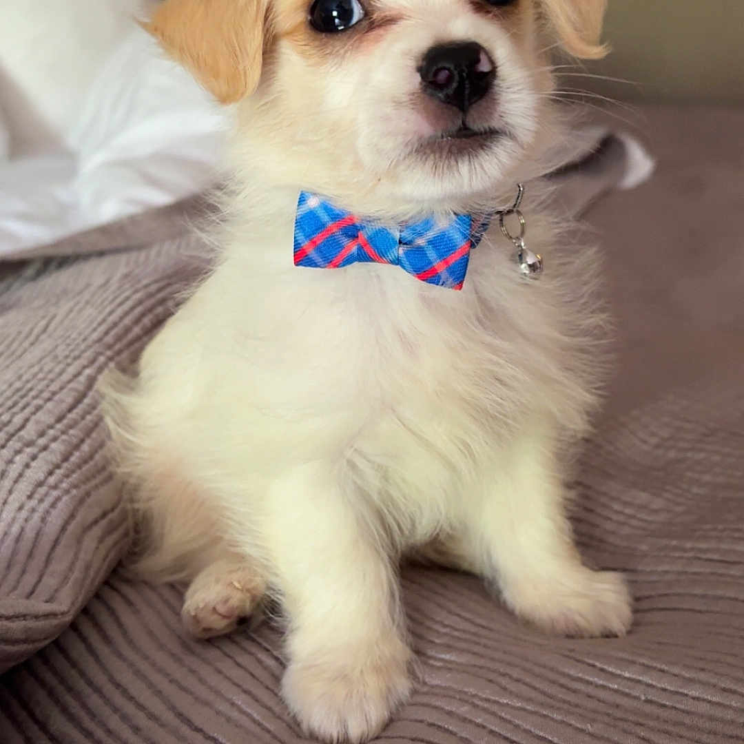 Nip joined the competition — help win amazing prizes! puppy, dog, bow_tie, cute, pet, fluffy, indoor, bed, blanket, small_dog, white_fur, brown_ears, collar, charming, adorable, sitting, young_dog, animal, portrait, cozy