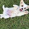 Nip joined the competition — help win amazing prizes! puppy, dog, grass, playful, white_fur, cute, pet, animal, outdoor, young, lying_down, happy, small, ears, paw, tongue, nature, fun, fur, expression