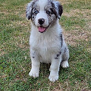 Bohème participe au concours pour gagner de l'argent avec cette photo : puppy, dog, grass, outdoor, animal, cute, fluffy, happy, sitting, tongue_out, pet, nature, young, eyes, fur, mammal, playful, smiling, adorable, background