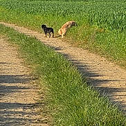 Lola a rejoint le concours — aidez-le/la à gagner de superbes lots ! dog, dirt_path, grass, field, outdoor, sunny, nature, walking, pets, canine, rural, greenery, daytime, two_dogs, animals, summer, scenic, leisure, travel, landscape